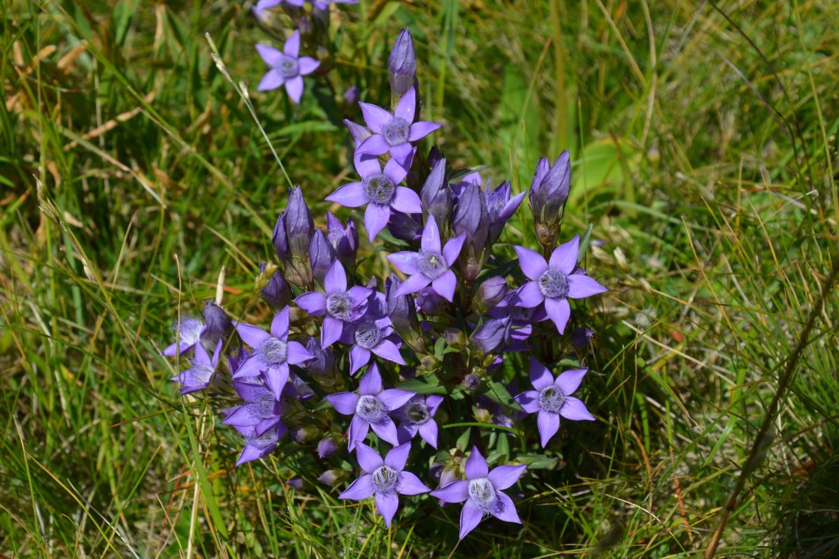 Latschenoelbrennerei und Platzer Alm 09.08.2021